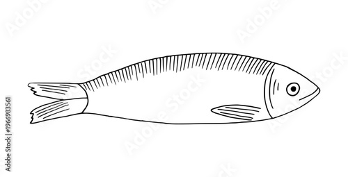 Sardine fish contour sketch in hand drawn doodle style. Vector outline illustration for seafood design. Black line art. Design element for restaurant menu and packaging.