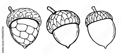 Acorn set with black line art of acorn cap detail featuring botanical, nature, illustration with minimalism and white background