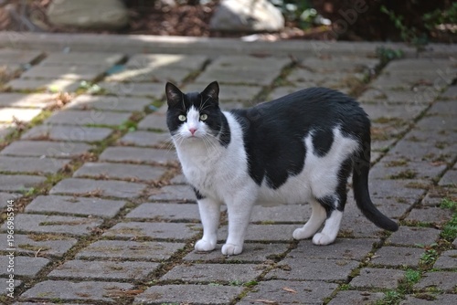 Cute Tuxedo cat is standing in the backyard. Horizontal image with selective focus.	