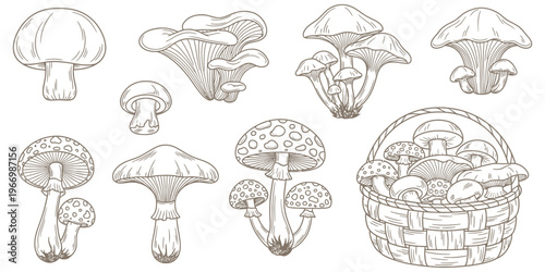 Detailed botanical illustration of a diverse collection of edible and wild forest mushrooms, hand-drawn in a classic line art style, perfect for nature and culinary projects