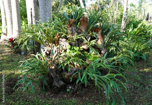 A large staghorn fern with wide, green, antler-like fronds growing at the base of a tree near Palma Sola Botanical Park, Bradenton, Florida, U.S