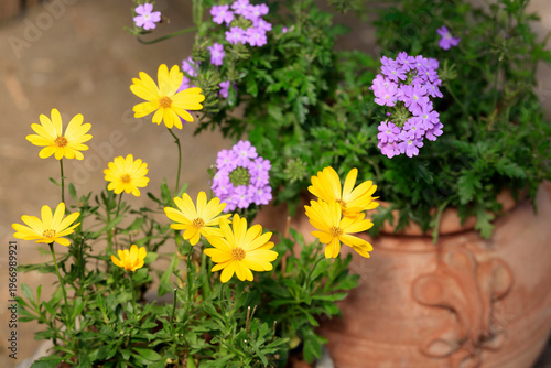 Kapkörbchen und Verbenen in Tontopf