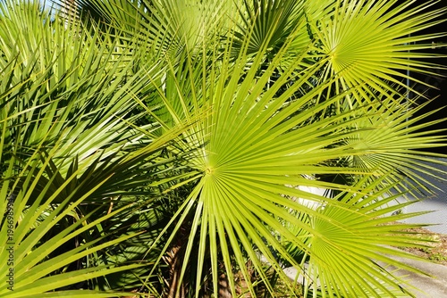 Bright green, fan-shaped palm fronds radiate outwards, catching the warm sunlight