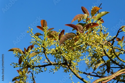 Avocado tree branch with clusters of small green buds and elongated leaves showing reddish-brown upper surfaces against a clear sky.