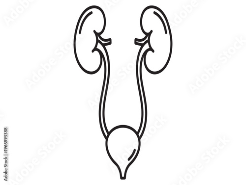 Kidney anatomy, human urinary system, medical illustration, organ outline isolated on White Background