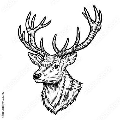 Deer with Large Antlers Portrait.