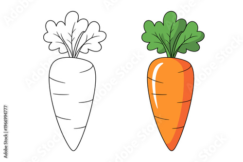 Colorful illustration of carrot and turnip with green leaves  vegetables