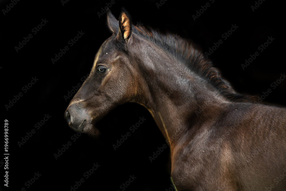 Naklejka premium portrait of beautiful black foal of sportive breed against black background. close up