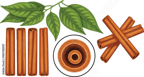 Cinnamon sticks and leaves collection with spice ingredient botanical vector illustration set isolated on white background