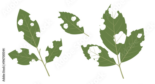 Three green leaves with irregular white holes and spots indicating pest damage are arranged against a plain white background.