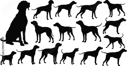 Collection of pointer dog silhouettes, hunting hound breed set, standing and sitting poses of canine pets, isolated vector animal icons