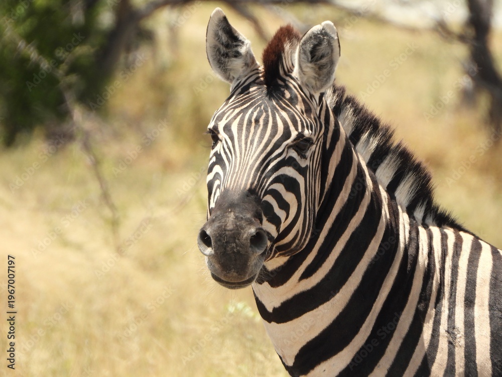Naklejka premium Zebra portrait