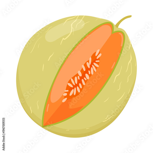 Ripe cantaloupe melon with orange flesh and seeds shown in a clean, simple style, isolated on white background vector illustration