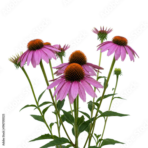 Cluster of purple coneflowers with green leaves arranged against white.