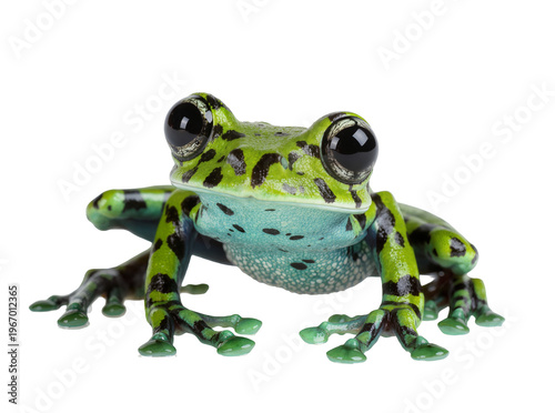 Foto Vibrant green and black spotted tree frog with striking blue underbelly, a capti