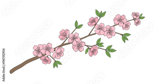 A detailed brown branch with numerous open pink cherry blossoms and green leaves extends diagonally on a white background.