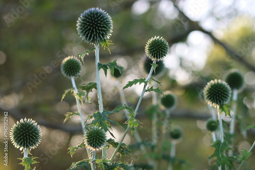 Canvas Print Blue globe thistles or echinops in a garden