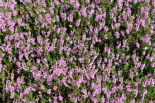 Картината върху платно Close up of heather in flower