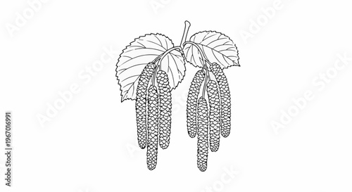 Line drawing of two dangling catkins with leaves overhead