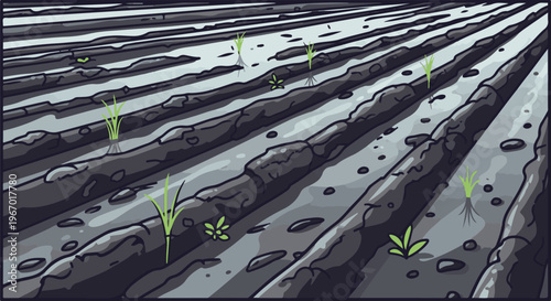 Newly planted seedlings in a flooded, tilled field