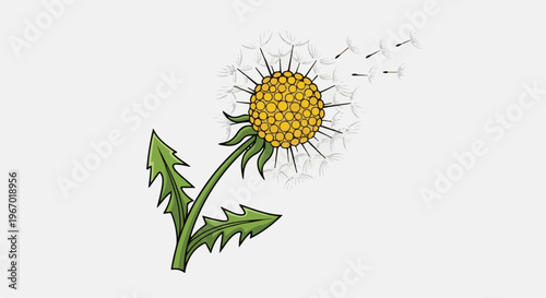 A yellow dandelion in its puffy seed stage with seeds blowing away