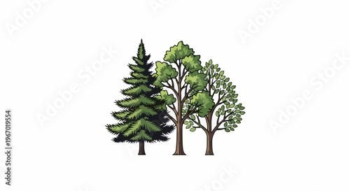 Three trees, a conifer and two deciduous, with green foliage