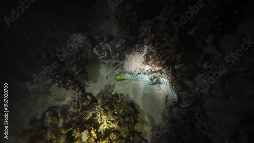 Tiger snake eel (Myrichthys maculosus) swimming and wriggling along sandy bottom among corals at night in flashlight beam. Natural nocturnal marine behavior underwater. Filmed in Nha Trang, Vietnam.