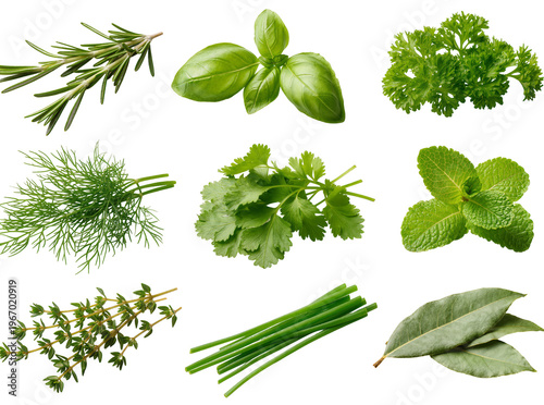 Photos Herbs rosemary, basil, parsley, dill, cilantro, mint, thyme, chives, bay leaves,