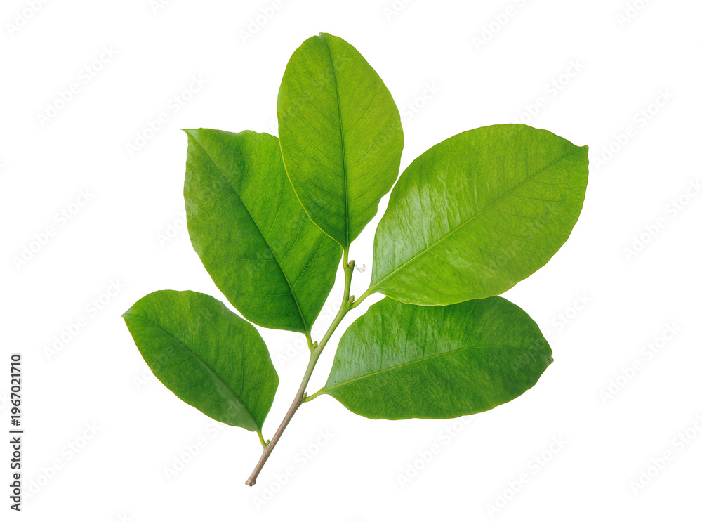 Obraz premium Vibrant green leaves on a slender branch, naturally isolated for botanical designs, nature projects, and fresh organic concepts PNG