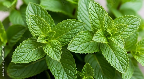 A close up view of fresh green mint leaves growing in a garden during a bright sunny summer day illustration