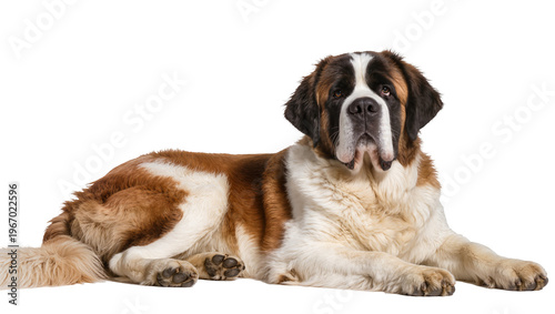 Obraz na płótnie Majestic Saint Bernard dog with brown and white fur lying down, isolated on tran