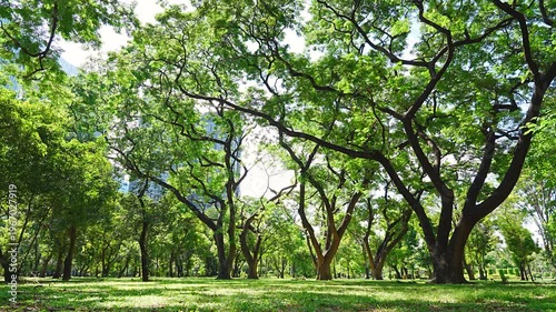 Lush green park landscape with old big trees and sunlight background