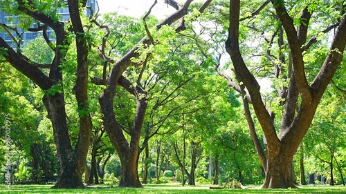 Lush green park landscape with old big trees and sunlight background
