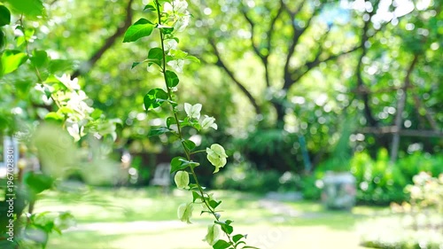 Dreamy White Bougainvillea Branch with Shimmering Nature Bokeh Background