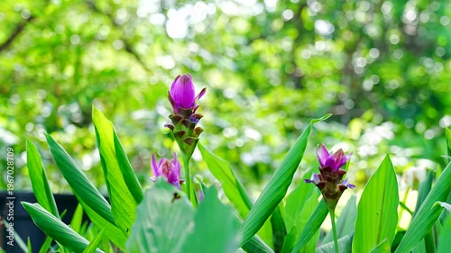 Beautiful pink Siam Tulip flowers blooming in tropical garden with bokeh background