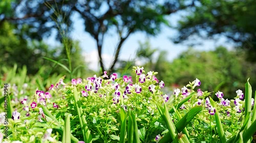 Vibrant Purple and White Wishbone Flowers in a Sunny Summer Garden