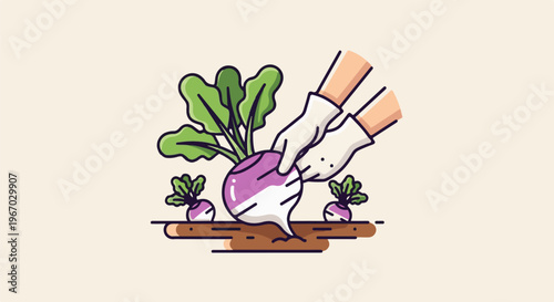 Hands in gloves harvesting a large turnip from rich soil, with smaller turnips nearby