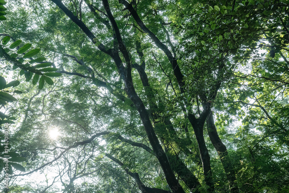 Fototapeta premium Towering trunks framed by radiant light in tropical woodland. Sunlit canopy scene with majestic forest silhouettes. Large jungle trees arching above a bright natural opening