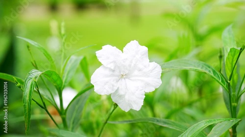 Elegant White Mexican Petunia Blooming in a Lush Green Garden