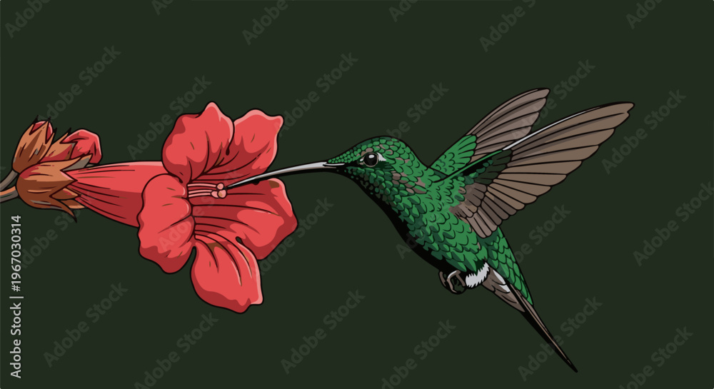Fototapeta premium Green hummingbird sips nectar from a red trumpet-shaped flower