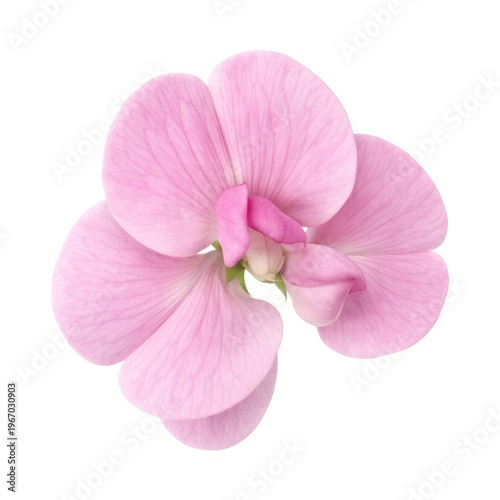 Delicate pink flower petals