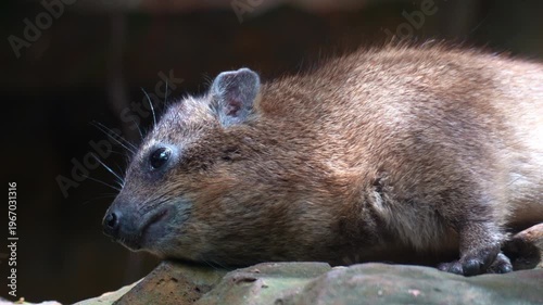 A Rock hyrax (Procavia capensis) rests on a rock, close up shot.