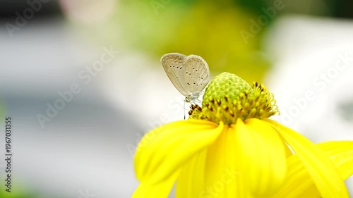 Small butterfly perching on vibrant yellow wildflower in macro shot