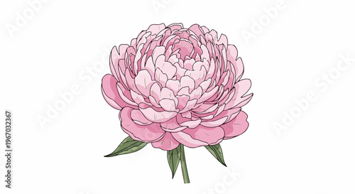 Delicate pink peony with layered petals and green leaves