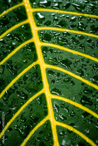 Green Leaf Macro with Water Drops Vein Structure Detailed Texture Natural Pattern Botanical Close Up Nature Photography