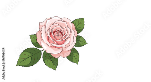 Beautiful single pink rose with layers of petals and rich green leaves is illustrated in a detailed realistic style on white background.