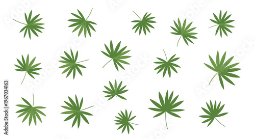Fifteen distinct green palm leaves with radiating fronds are scattered across a plain white background.