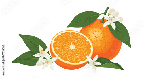 Fresh whole and half cut orange fruit with green leaves and white blossoms isolated on white background for organic food and citrus design.