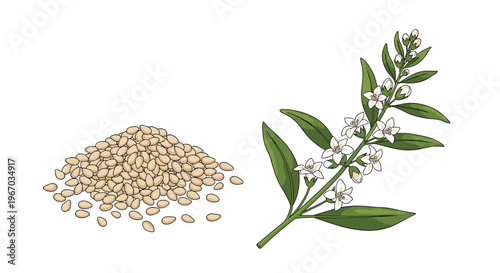 Pile of organic white sesame seeds next to a blooming sesame plant with white flowers and green leaves isolated on white background for food.