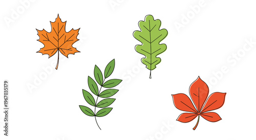Colorful autumn leaves collection including maple and oak foliage isolated on white background for fall seasonal design.